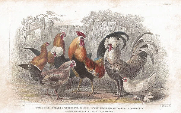 Antique, Beak, Bird, Chicken, Cockerel, Cockscomb, Crest, Domestic Animals, Fantail