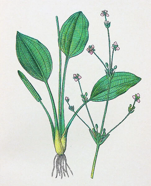 Antique botany illustration: Water Plantain, Alisma Plantago