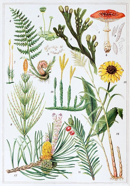 Antique colored illustrations: Plants