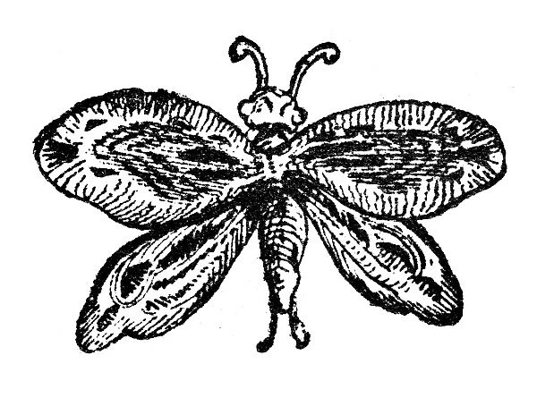 Antique illustration of a butterfly