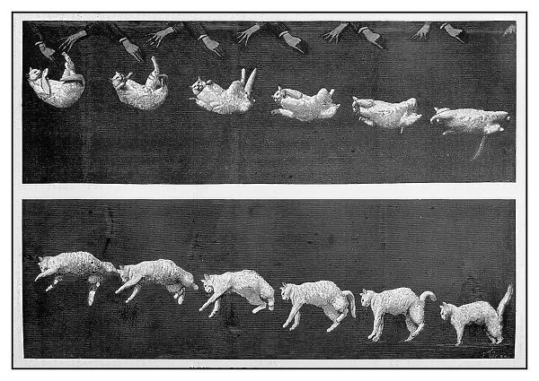 Antique illustration: Cat landing
