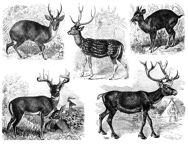 Deer. Antique illustration of a deer