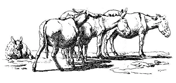 Antique illustration of donkeys resting
