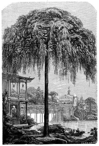 Antique illustration of Styphnolobium japonicum (Pagoda Tree, Chinese Scholar)