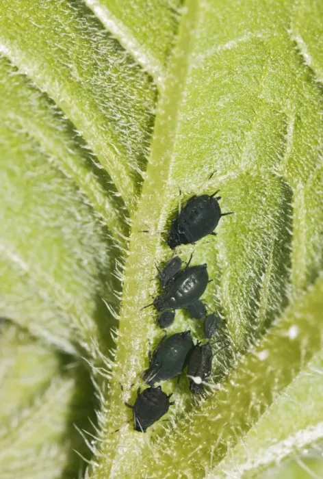 Framed Print : Aphids on Leaf Print Framed Print : Aphids on Leaf Print