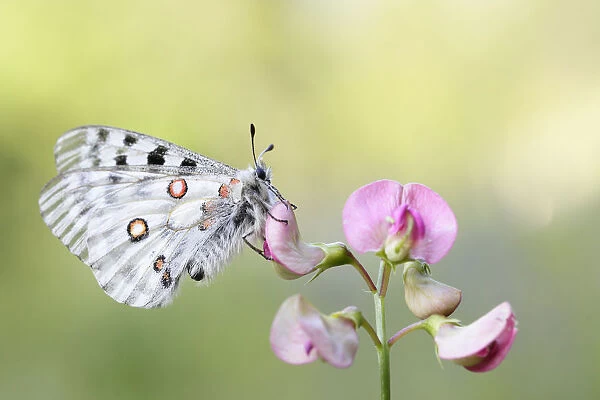 Apollo Butterfly -Parnassius apollo-, Tyrolean Oberland, Tyrol, Austria