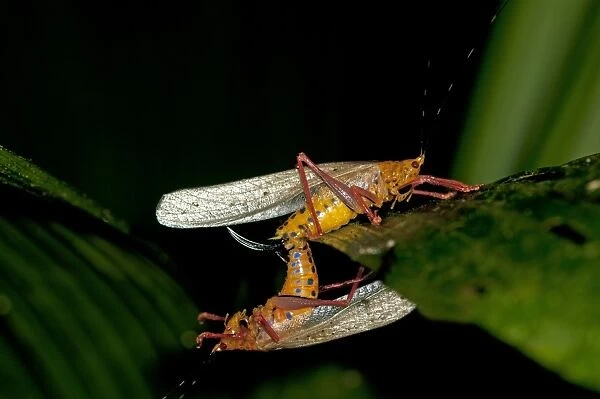 Aposematic Bush crickets -Tettigoniidae spec. -, mating, Tiputini rain forest, Yasuni National Park, Ecuador