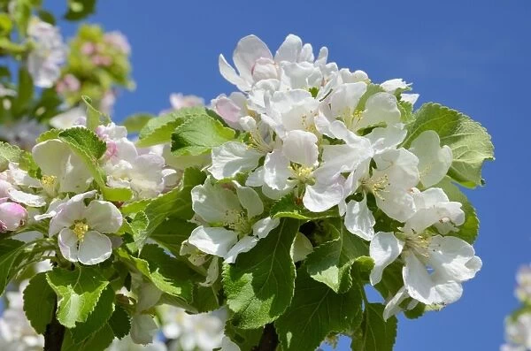 Apple blossoms -Malus sp. Hybrids Mill. -