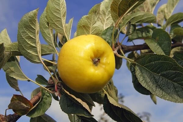 Apple (Malus domestica), Holsteiner Zitronenapfel variety, on the tree, Altes Land area, Hamburg, Lower Saxony, Germany