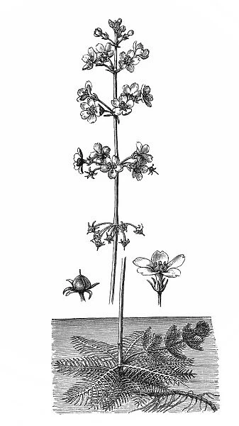 Aquatic flower (Hottonia palustris)
