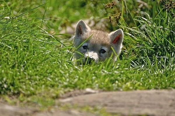 Arctic wolf pup in grass