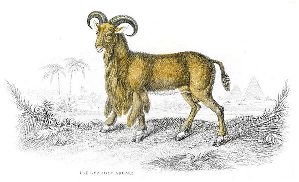 Argali sheep lithograph 1884