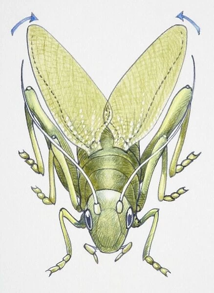 Artwork of a cricket making music with its legs