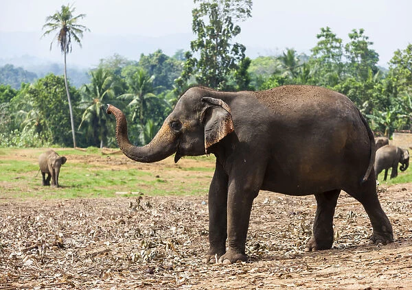 Asian elephants -Elephas maximus- feeding in the Pinnawela Elephants Orphanage, Pinnawela, Sri Lanka
