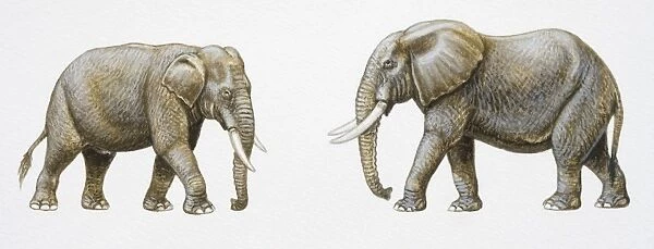 Two Asian Elephants, Elephas maximus, side view