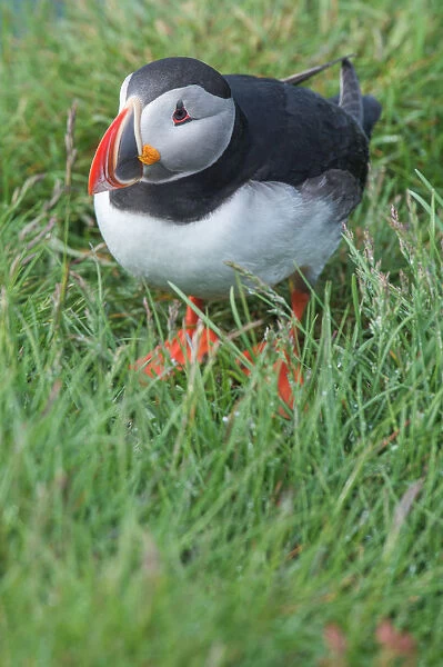 Atlantic Puffin with grass background at Latrabjarg, Iceland