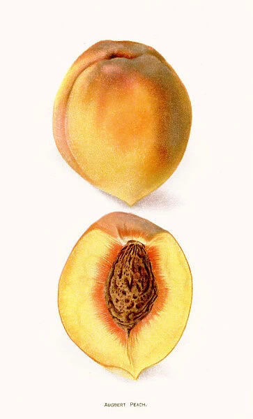 Augbert peach illustration 1892