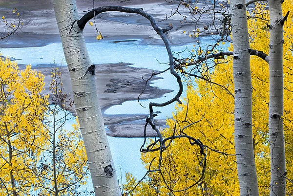 Autumn aspen trees and turquoise waters of Silver Jack Reservoir, Uncompahgre National Forest, Colorado, USA