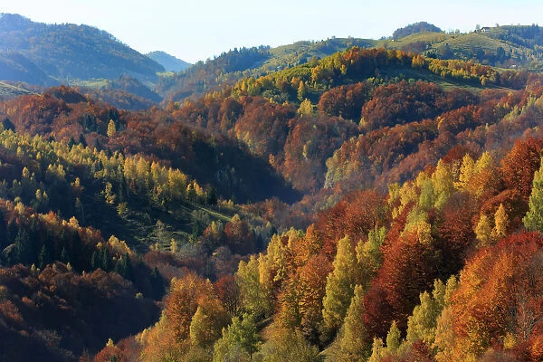 Autumn landscape of mountains and forests, Piatra Craiului National Park, Magura, Carpathian Mountains, Brasov, Brasov County, Transylvania, Romania