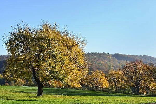Autumn mood along the Burgenland Wine Road, Rosaliengebirge mountain range, Rohrbach bei Mattersburg, Burgenland, Austria