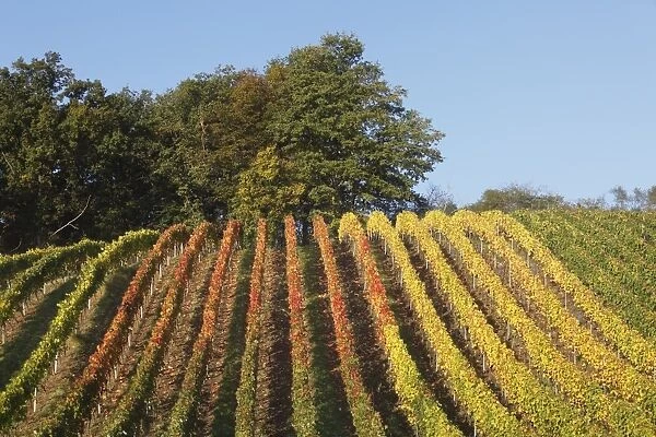 Autumnal vineyard, Theilheimer Mainleite near Waigolshausen, Main River Triangle, Lower Franconia, Franconia, Bavaria, Germany, Europe