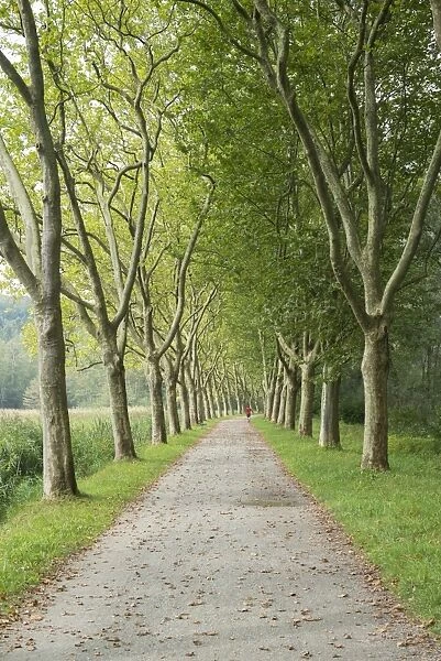 Avenue of Plane Trees -Platanus- near Konstanz, Baden-Wurttemberg, Germany
