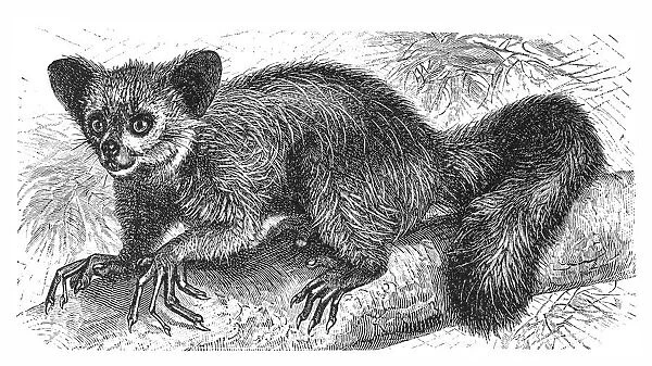 The Aye-aye, lemur or Daubentonia madagascariensis