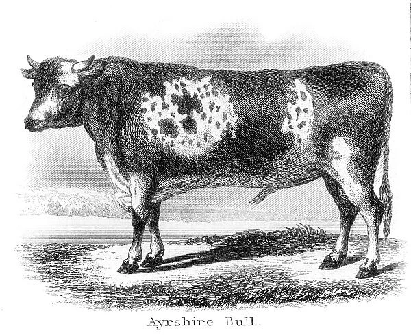 Ayrshire bull engraving 1873