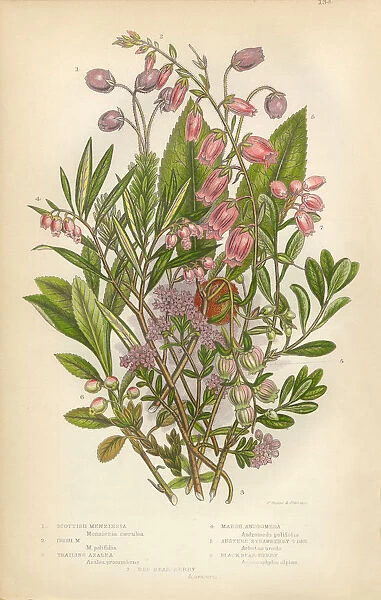 Azalea, Andromeda, Menziesia, Heath, Heather, Scotland, Victorian Botanical Illustration