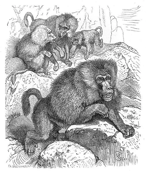 Baboons engraving 1882