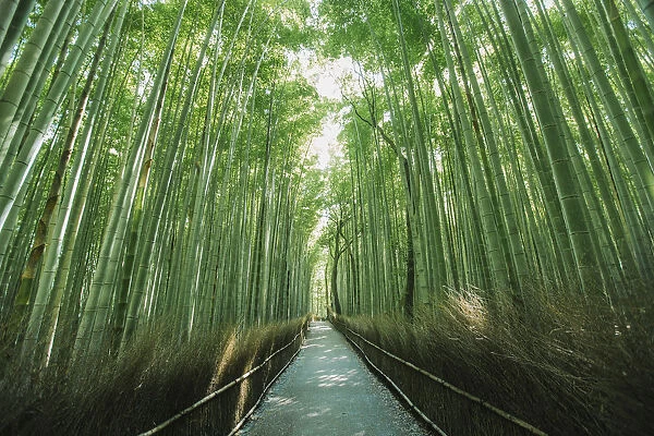 Bamboo forest, Kyoto, Japan