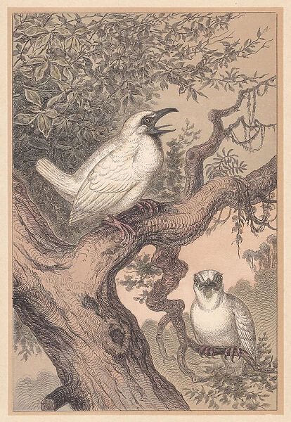 Bare-throated bellbird (Procnias nudicollis), hand-colored lithograph, published in 1888