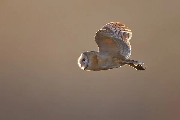 Barn Owl flying in mid air