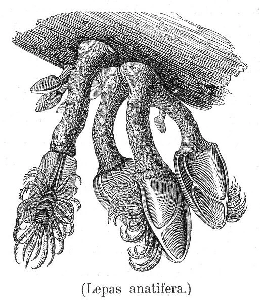 Barnacles engraving 1888