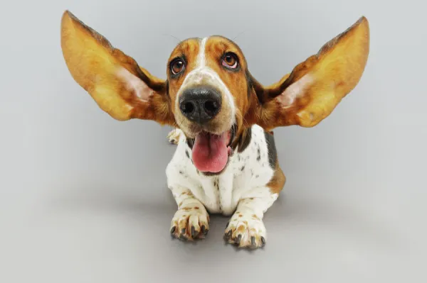 Basset Hound with Outstretched Ears