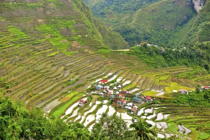 Framed Print : Batad Rice Terraces Print Framed Print : Batad Rice Terraces Print