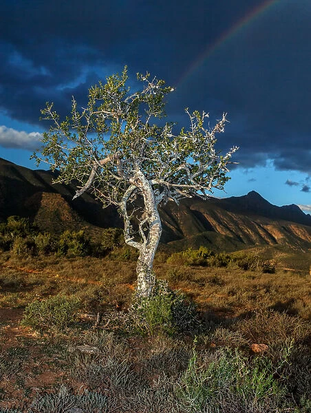Baviaanskloof Mega Reserve, Beauty In Nature, Color Image, Day, Eastern Cape, Landscape
