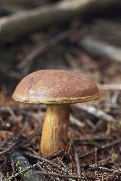 Bay Bolete -Boletus badius, syn. Xerocomus badius-, an edible mushroom, Gummersbach, Oberbergischer Kreis district, North Rhine-Westphalia, Germany, Europe