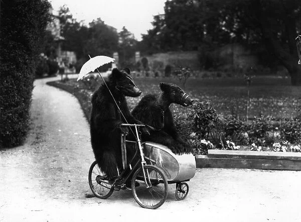 Bear Ride. 1928: Two brown bears riding on a bicycle and side car
