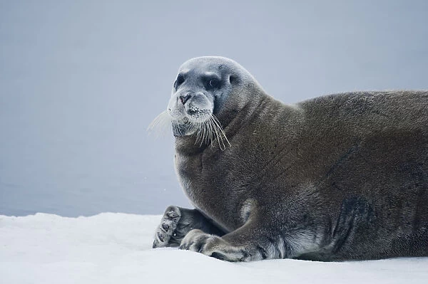 Bearded Seal, Nordaustlandet, Svalbard, Norway