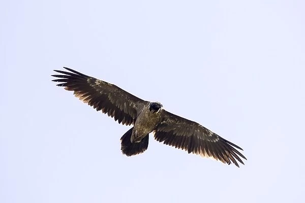 A bearded vulture flying high