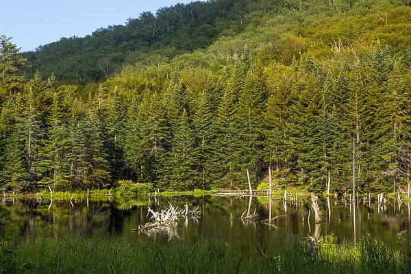 Beaver pond on edge of Camels Hump State Park in Duxbury, Vermont, USA