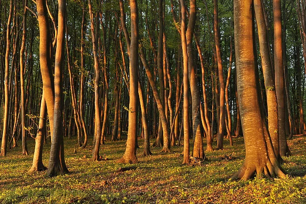 Beech -Fagus sylvatica- forest in the early morning light, UNESCO World Natural Heritage Site, Jasmund National Park, Rugen, Mecklenburg-Western Pomerania, Germany
