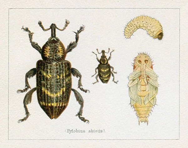 Beetle Pine weevil insect illustration 1897