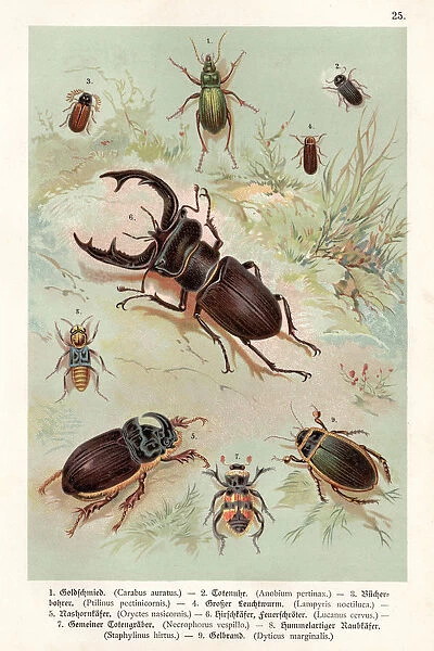 Beetles chromolithography 1888