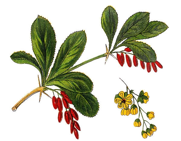 Berberis vulgaris, also known as common barberry, European barberry or simply barberry
