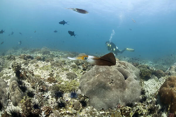 Bigfin Reef Squid -Sepioteuthis lessoniana-, Gulf of Oman, Oman
