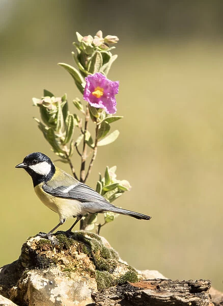 Bird of carbonero com'n, (Parus major), Species (Paridae). put on a branch with flowers in spring