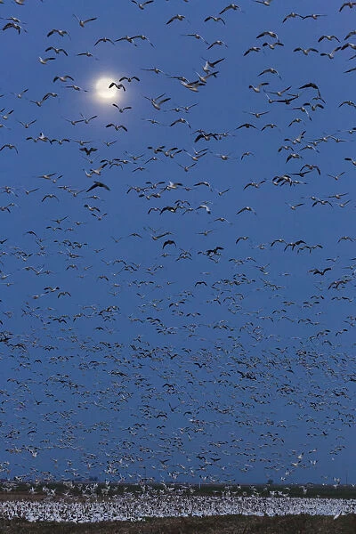 Bird migration at night, Merced National Wildlife Refuge, California, USA