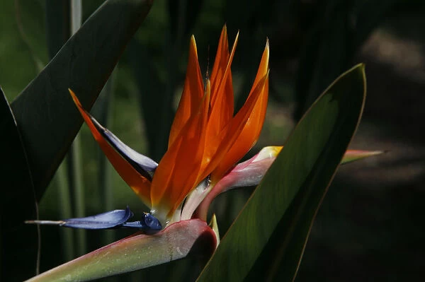 Bird-of-Paradise Flower (Strelitziaceae)